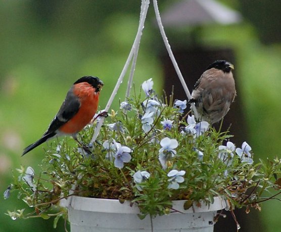 Vogelp&auml;rchen (Foto: Familie Wasilkovsky)