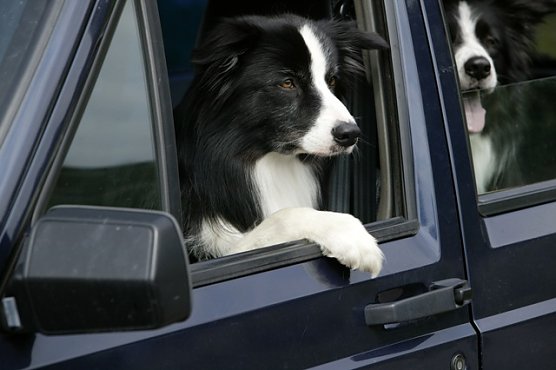 Mit dem Hund in den Urlaub (Foto: Tasso)