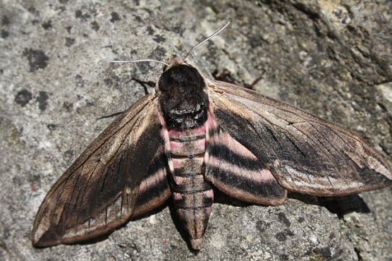 Ligusterschw&auml;rmer (Foto: Arne Willenberg)