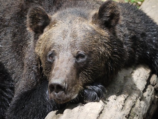 Pedro (Foto: Stiftung f&uuml;r B&auml;ren)