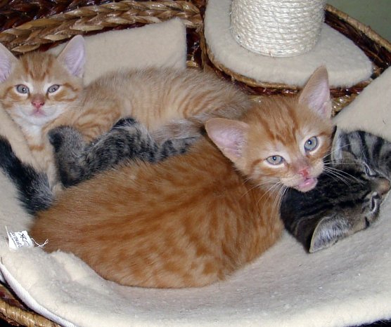 "Wir k&ouml;nnen vermittelt werden" (Foto: C. Knust)