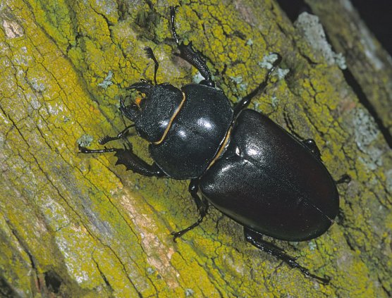 Die Hirschk&auml;ferweibchen sind etwas kleiner als die M&auml;nnchen. Ihre Oberkiefer sind unauff&auml;llig (Foto: NABU)