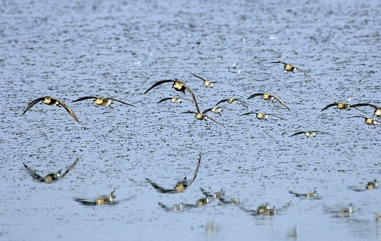 Kampfl&auml;ufer (Foto: Tom Dove)