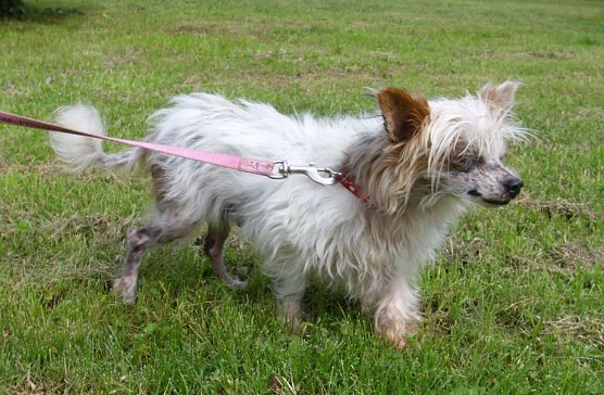 Queeny (Foto: C. Knust) Queeny (Foto: C. Knust)