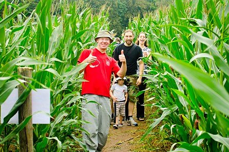 Mais-Labyrinth (Foto: Fabian v. Berlepsch) Mais-Labyrinth (Foto: Fabian v. Berlepsch)