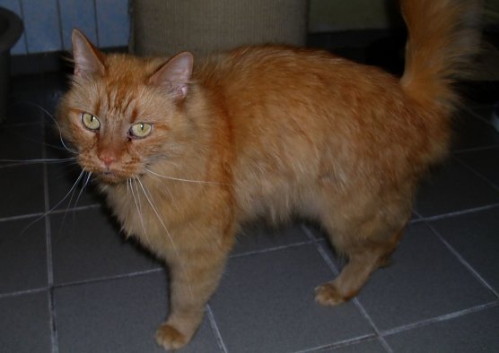 Ike (Foto: C. Knust) Ike (Foto: C. Knust)