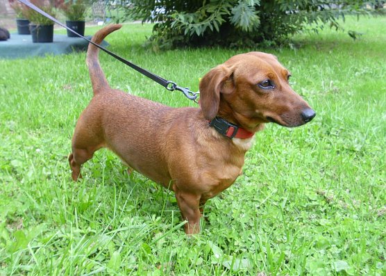 Sunny (Foto: C. Knust)