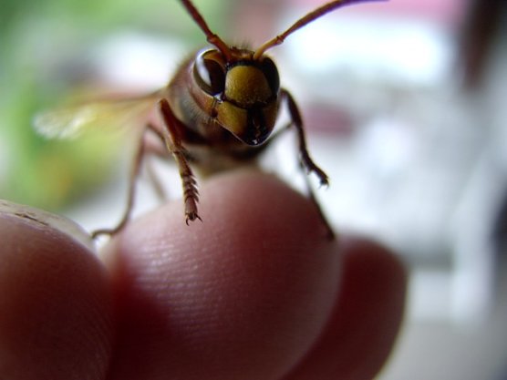 Hornisse (Foto: Rainer Hanke)