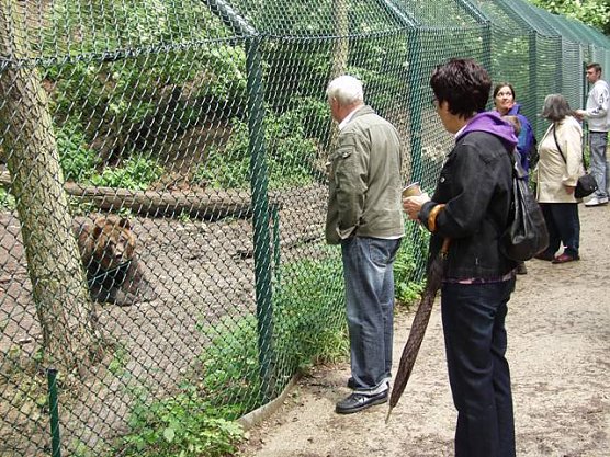 Bärenpark (Foto: Ilka Kühn) Bärenpark (Foto: Ilka Kühn)