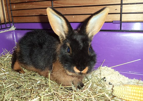 Hasi (Foto: C. Knust)