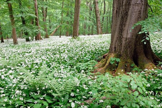 Im Forstrevier Mihla (Foto: Uwe Müller) Im Forstrevier Mihla (Foto: Uwe Müller)
