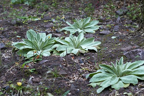 Am Braunsteinhaus (Foto: nnz)