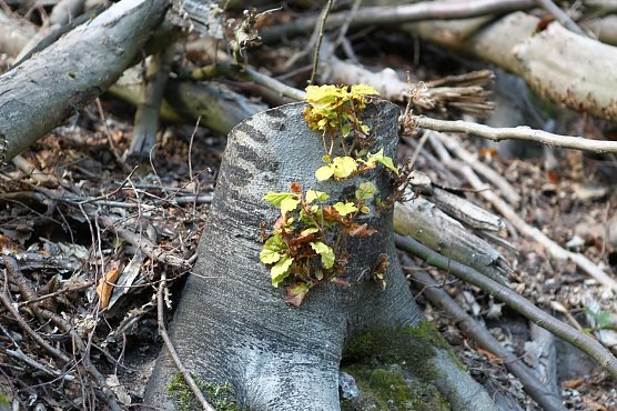 Am Braunsteinhaus (Foto: nnz)