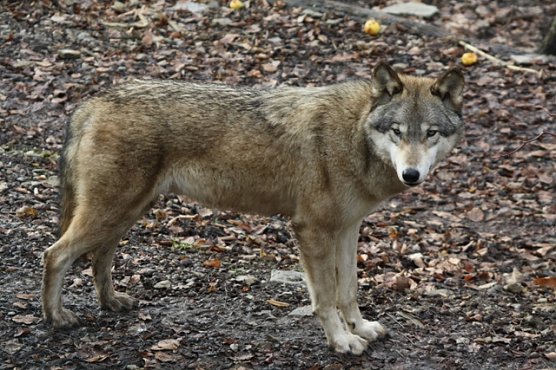 Wolf im B&auml;renpark (Foto: Arne Willenberg)