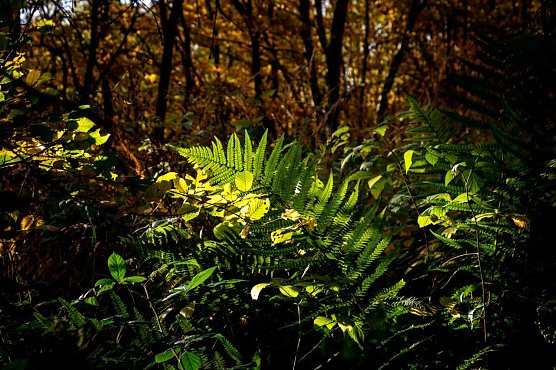 Wetter-Bild (Foto: Gernot Thelemann) Wetter-Bild (Foto: Gernot Thelemann)