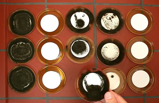 Kampf dem Schimmel (Foto: Stiftung Warentest)