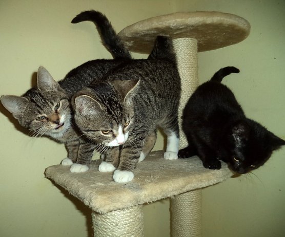 Das Dreigestirn (Foto: C. Knust) Das Dreigestirn (Foto: C. Knust)