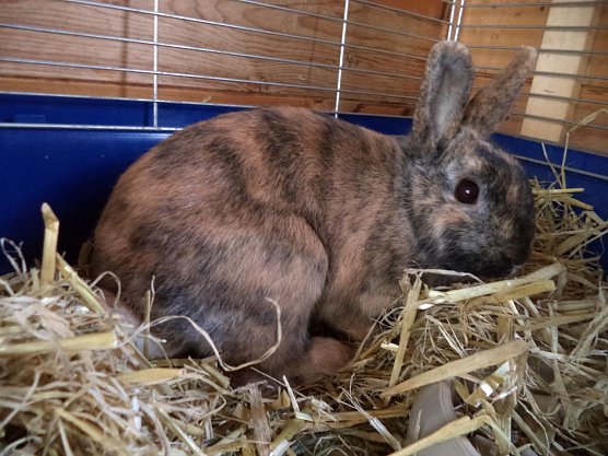 Findelkind (Foto: C. Knust) Findelkind (Foto: C. Knust)