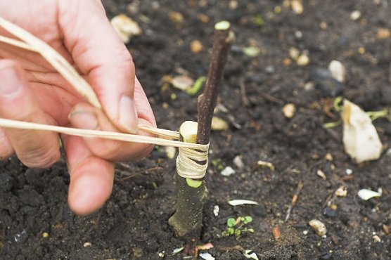 Baumveredelung (Foto: Sielmann Stiftung) Baumveredelung (Foto: Sielmann Stiftung)
