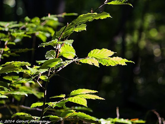 Wetter-Bild (Foto: Gernot Thelemann) Wetter-Bild (Foto: Gernot Thelemann)