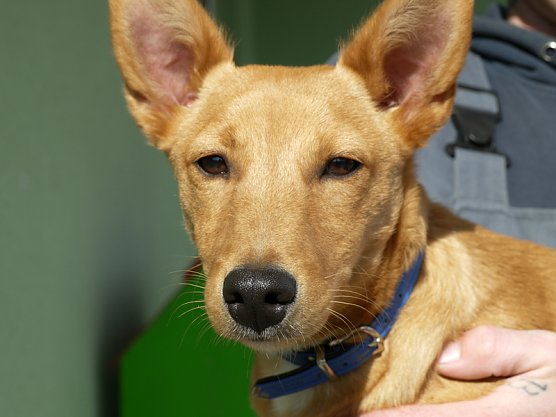 Hund Brix (Foto: Ilka K&uuml;hn)