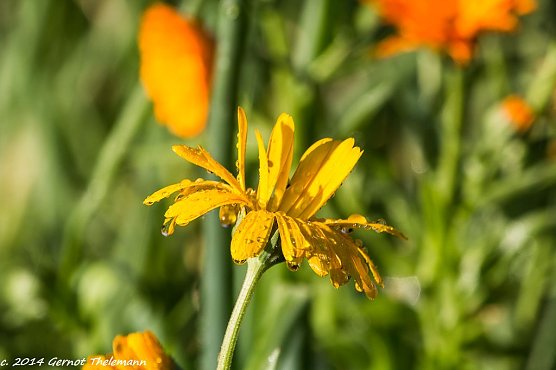 Wetter Bild (Foto: Gernot Thelemann) Wetter Bild (Foto: Gernot Thelemann)
