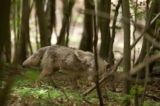 Einen Wolf gesichtet (Foto: S. B&ouml;ttner)