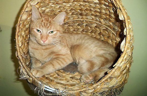 Kr&uuml;mel (Foto: C. Knust)