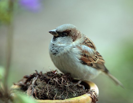 Haussperling (Foto: fotonatur) Haussperling (Foto: fotonatur)