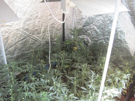 Hanfplantage (Foto: Polizei Göttingen) Hanfplantage (Foto: Polizei Göttingen)