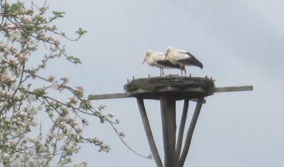 Störche (Foto: Thomas Ehbrecht) Störche (Foto: Thomas Ehbrecht)