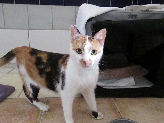 Nicole (Foto: Karin Ziegler)