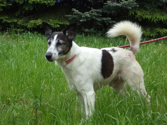 Chippy (Foto: C. Knust) Chippy (Foto: C. Knust)