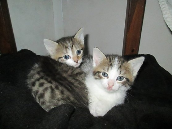 Katzen suchen Pflegeeltern (Foto: Karin Ziegler) Katzen suchen Pflegeeltern (Foto: Karin Ziegler)