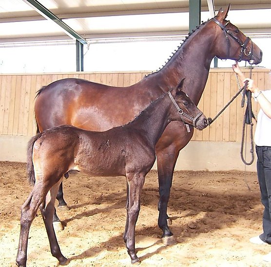 Zentrale Th&uuml;ringer Fohlenaufnahme 2014 (Foto: Kay Kriese)