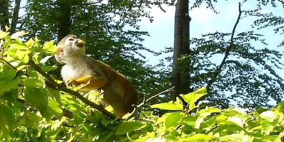 Affen auf Ausflug (Foto: Karl-Heinz Herrmann) Affen auf Ausflug (Foto: Karl-Heinz Herrmann)