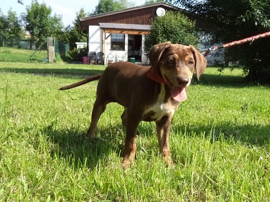 Tosca (Foto: C. Knust)