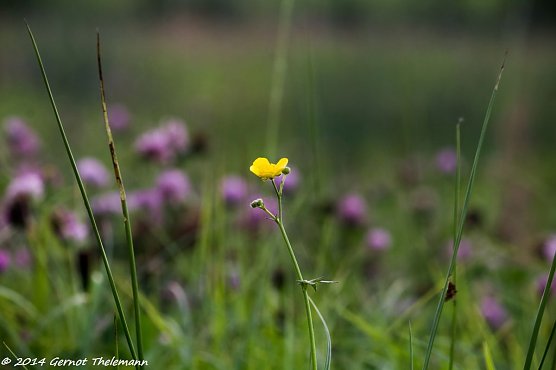 Wetter-Bild (Foto: Gernot Thelemann)