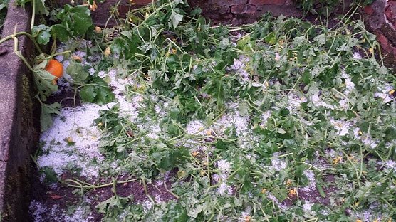 Hagel (Foto: Peggy Schmidt)