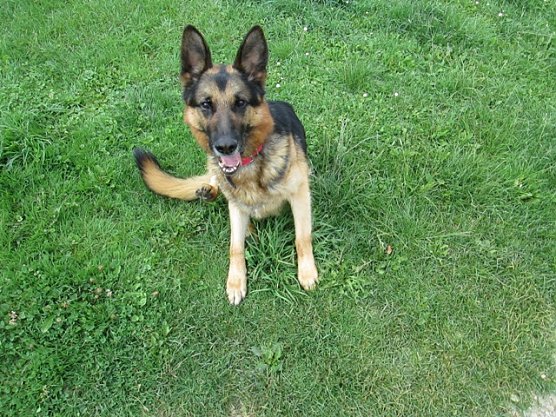 Henry (Foto: Karin Ziegler) Henry (Foto: Karin Ziegler)