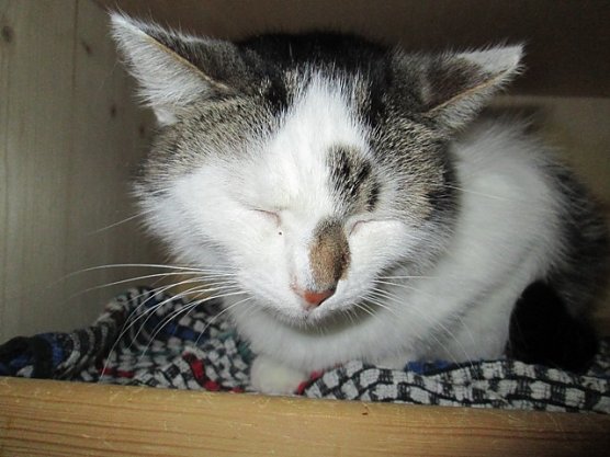 Kaura (Foto: Karin Ziegler) Kaura (Foto: Karin Ziegler)