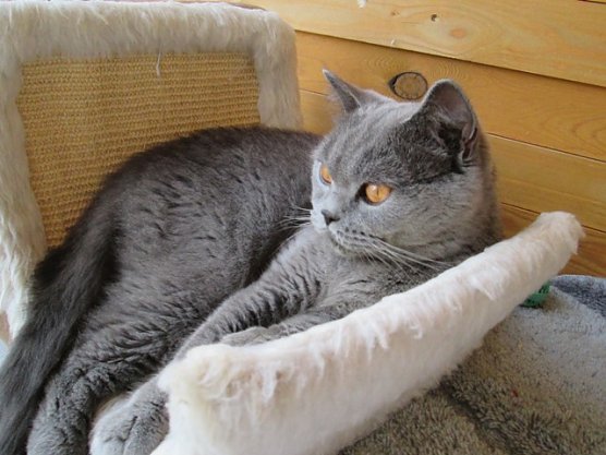 Katze gefunden (Foto: Karin Ziegler)