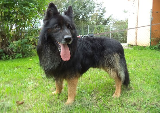 Jack (Foto: C. Knust) Jack (Foto: C. Knust)