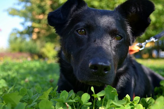 Bogi vom Verein Paradis für Tiere (Foto: Katharina Stutika) Bogi vom Verein Paradis für Tiere (Foto: Katharina Stutika)