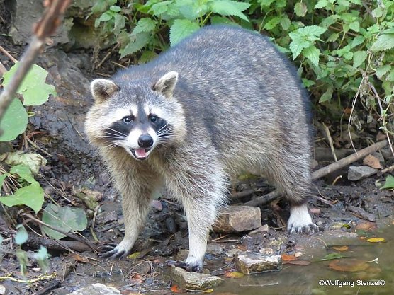 Maika Tag (Foto: Wolfgang Stenzel)