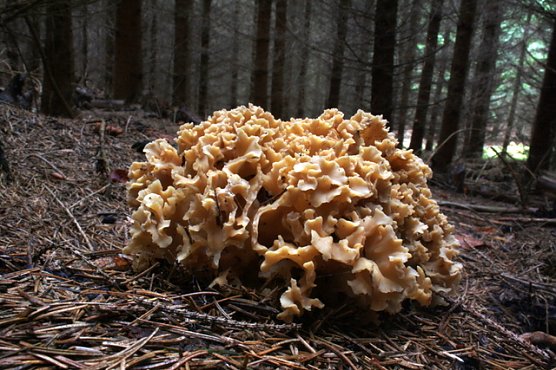 Kraus Glucke (Foto: Arne Willenberg)