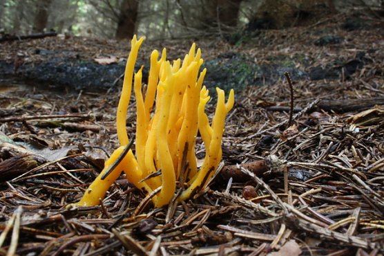 Klebriger H&ouml;rnling (Foto: Arne Willenberg)