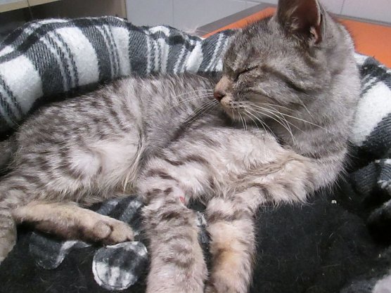 Kitty (Foto: Karin Ziegler)