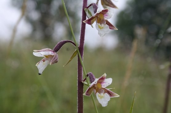 Sumpfsitter (Foto: Arne Willenberg)