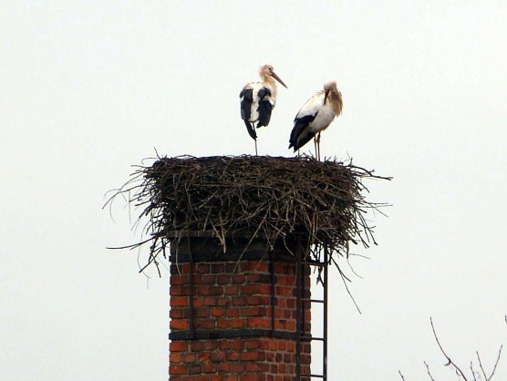 Storchenpaar in Windehausen im Landkreis Nordhausen (Foto: G. Struve)